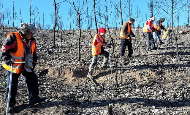 Image for Reforestation of the Natural Park of the Muntanya de Montserrat