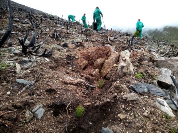 Image for Reforestation of the VALLE DE IRUELAS mountain in Ávila